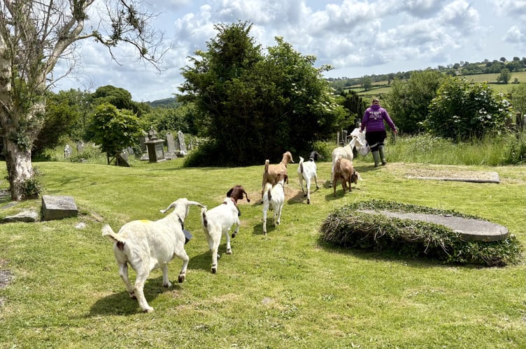 “To support this, we are trialling a natural and chemical-free method of managing overgrown areas by introducing ‘Bio Goats’ – an eco-friendly solution for controlling brambles and invasive vegetation,“ said a spokesperson for the Town Council.