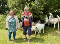 WATCH: ‘Bio Goats’ help Narberth Council's biodiversity work