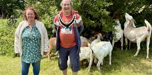 WATCH: ‘Bio Goats’ help Narberth Council's biodiversity work
