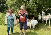 WATCH: We kid you not - ‘Bio Goats’ help Narberth Council with overgrowth clearance