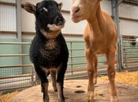 Orphaned rare breed duo delights at Folly Farm
