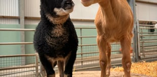 Orphaned rare breed duo delights at Folly Farm