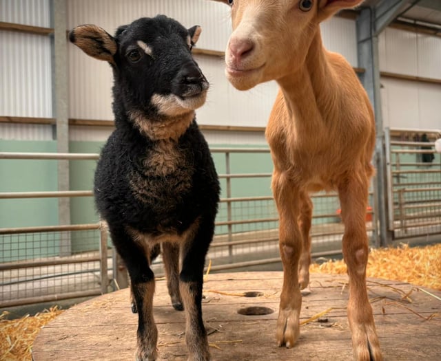 Orphaned rare breed duo delights at Folly Farm