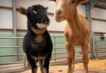 WATCH: Ted and Gary - the orphaned rare breed duo stealing hearts at Folly Farm