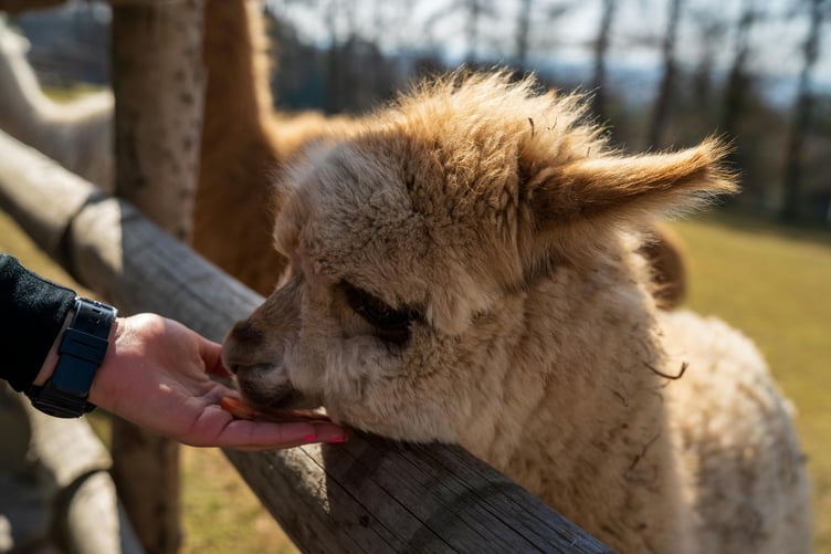 Farm visit / feeding alpaca