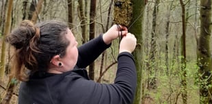 Bat conservation workshops in Pembrokeshire