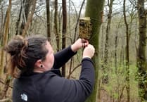 Join bat conservation in Pembrokeshire this summer