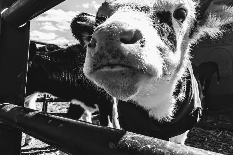 Pembrokeshire County Council - cattle