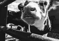 Farming: Changes to Bluetongue Control Policy in Wales