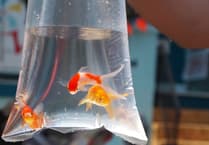 89% of Welsh adults see goldfish in bags as cruel, RSPCA calls for pets as prizes ban