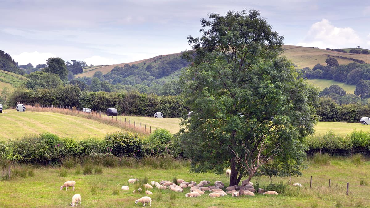 Reaction to new-look sustainable farming scheme