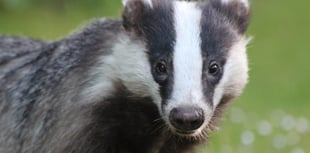 Dog daycare plan in Llanteg rejected