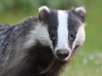 Dog daycare plan in Llanteg rejected