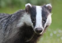 Llanteg dog daycare plan rejected over badgers