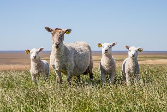 Livestock worrying in Carmarthenshire investigated