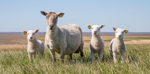 Livestock worrying in Carmarthenshire investigated