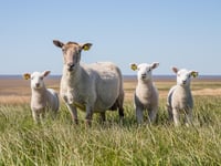 Livestock worrying in Carmarthenshire investigated