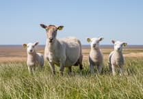 Police investigate livestock worrying incident in the Llanddowror area