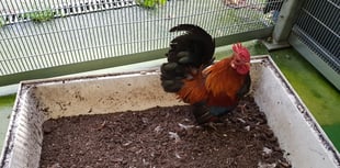 RSPCA issues urgent guidance as avian flu strikes Pembrokeshire