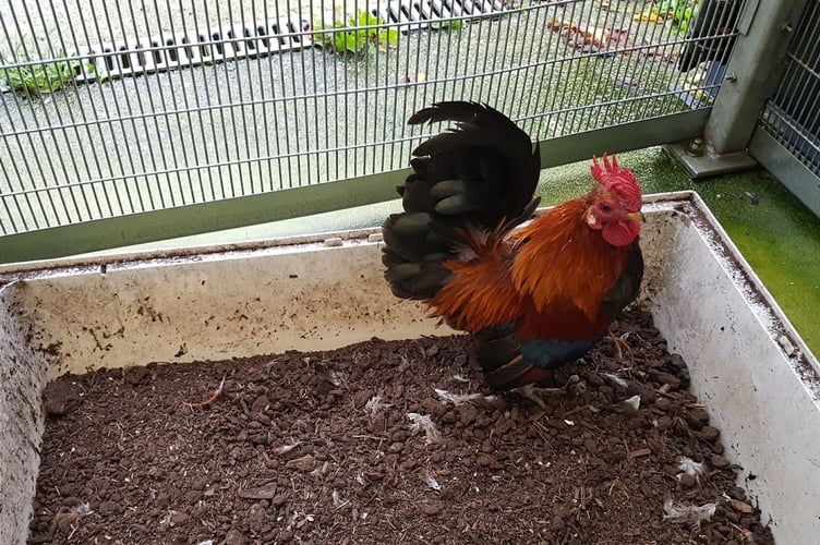 Poultry keepers in Wales are urged to follow government advice as avian flu cases are confirmed in Pembrokeshire and Wrexham.