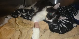 33% rise in summer animal cruelty in Wales
