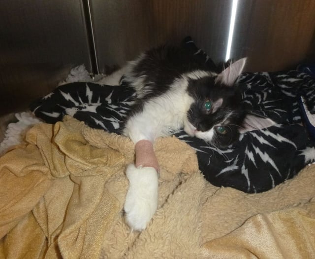 33% rise in summer animal cruelty in Wales