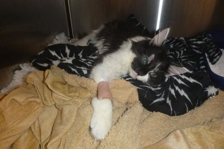 33% rise in summer animal cruelty in Wales