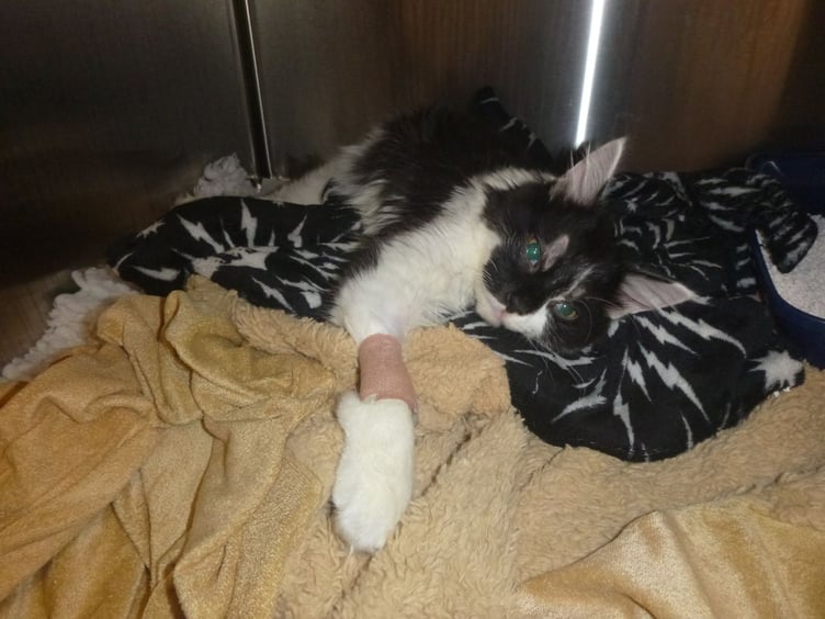 33% rise in summer animal cruelty in Wales