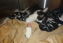 RSPCA Cymru's alarming cruelty statistics
