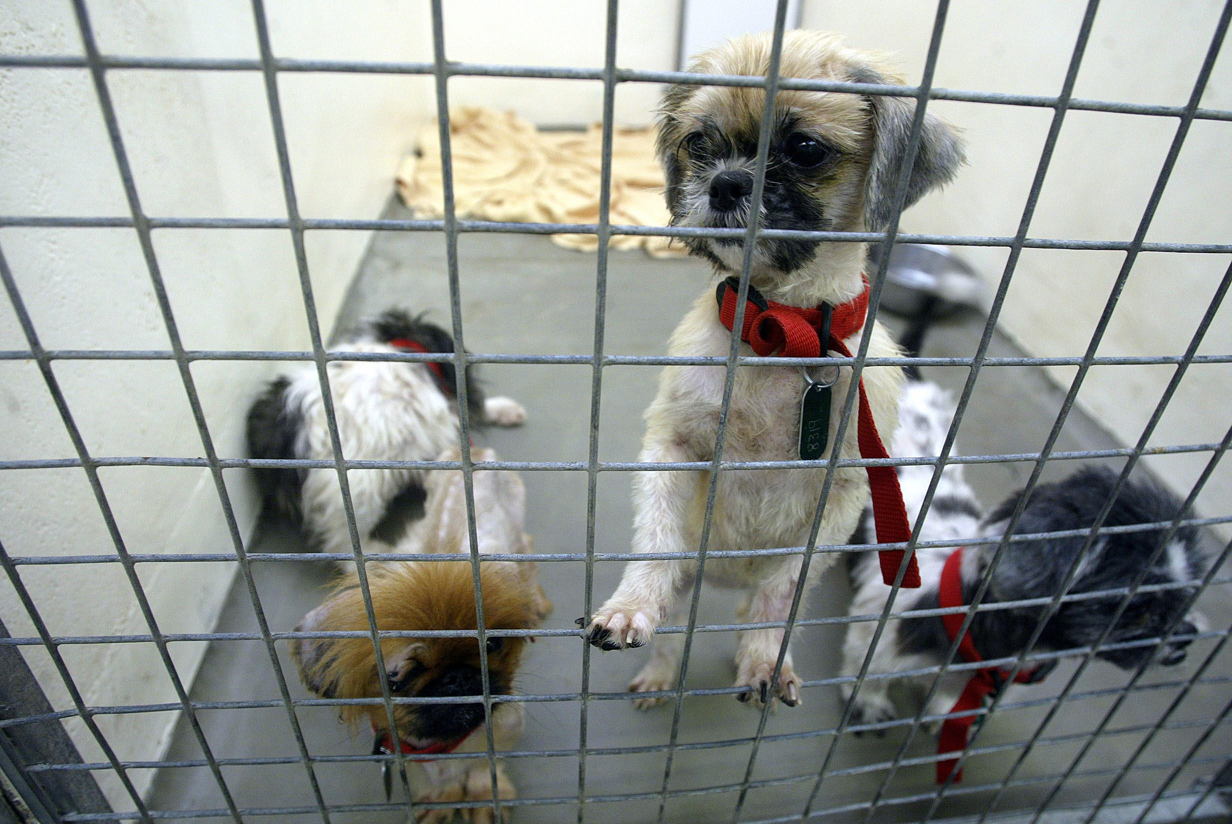 Rise in animal cruelty calls to the RSPCA in Wales