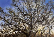 'Trees' art exhibition at Oriel Q, Narberth
