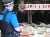 Bullocks stolen in Whitland: police appeal