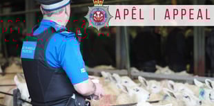 Bullocks stolen in Whitland: police appeal