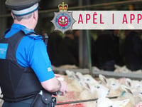 Bullocks stolen in Whitland: police appeal