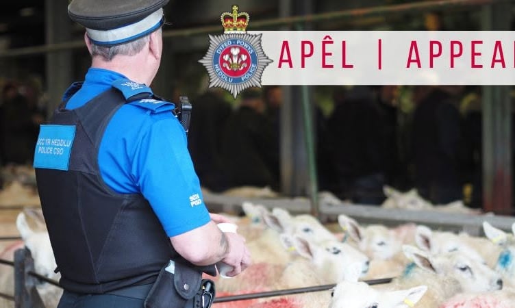 Bullocks stolen in Whitland: police appeal
