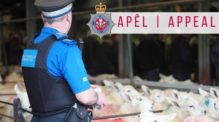 Bullocks stolen in Whitland: police appeal