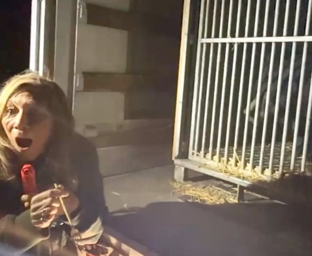 Endangered moon bears settle at Manor Wildlife Park