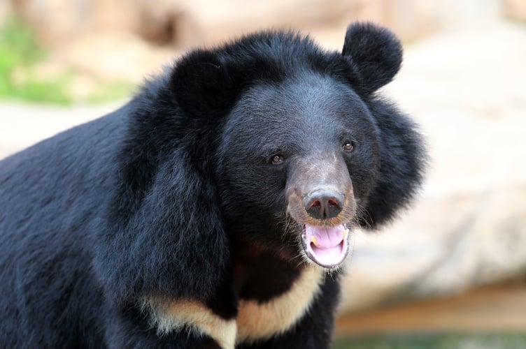 Asian black bears are native to 18 countries, including Afghanistan, Bangladesh, Cambodia, China, India and Japan, and are known for their distinct V-shaped chest marking and white patch on their chin.
