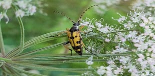 Celebrating 'Wales Nature Week 2025' across Carmarthenshire