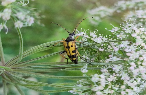 Celebrating 'Wales Nature Week 2025' across Carmarthenshire