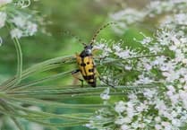 Celebrating 'Wales Nature Week 2025' across Carmarthenshire
