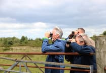 Curlew conservation project takes flight!