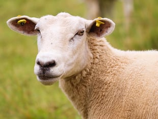 Pembrokeshire farm's relocation bid denied