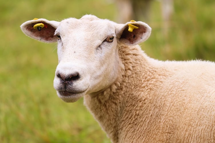 sheep