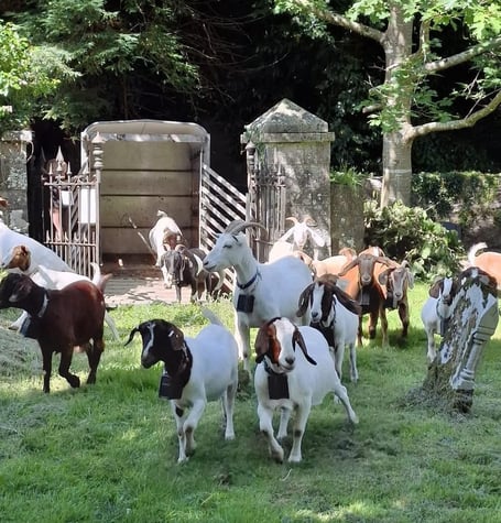 goats Saundersfoot