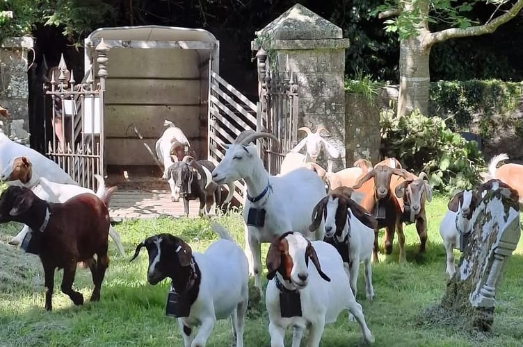 goats Saundersfoot