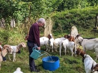 Goats help manage seaside village's churchyard