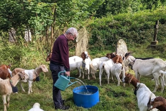 Goats help manage seaside village's churchyard