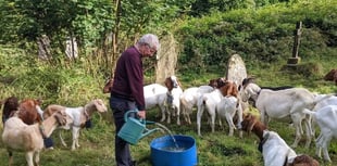 Goats help manage seaside village's churchyard