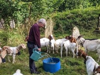 Goats help manage seaside village's churchyard